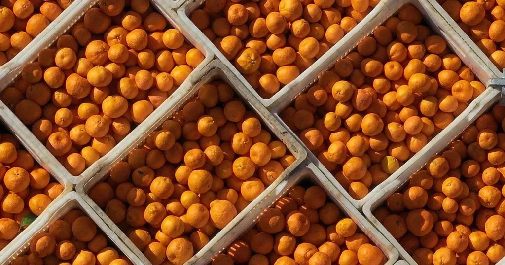 Mandalina İhracatı Tarih Yazıyor