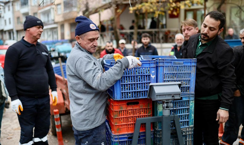 Gemlik’te Zeytin Alımları Sürüyor