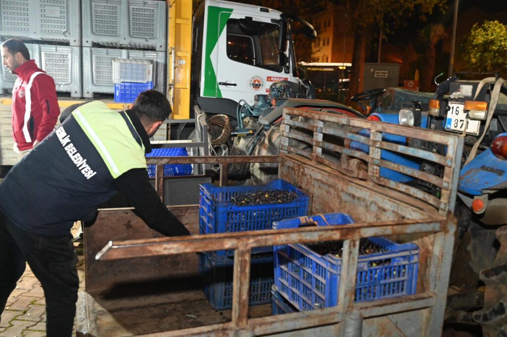 Gemlik Zeytinine Belediye Desteği