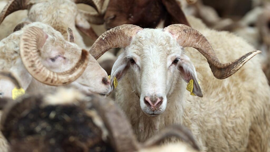 Türk Kızılay kurban kampanyasını başlattı: Milyonlarca ihtiyaç sahibine ulaşacak