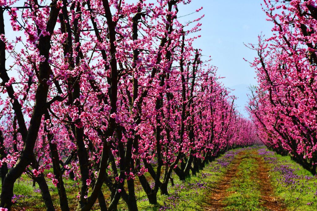 Doğanın uyanışı İznik’te başladı