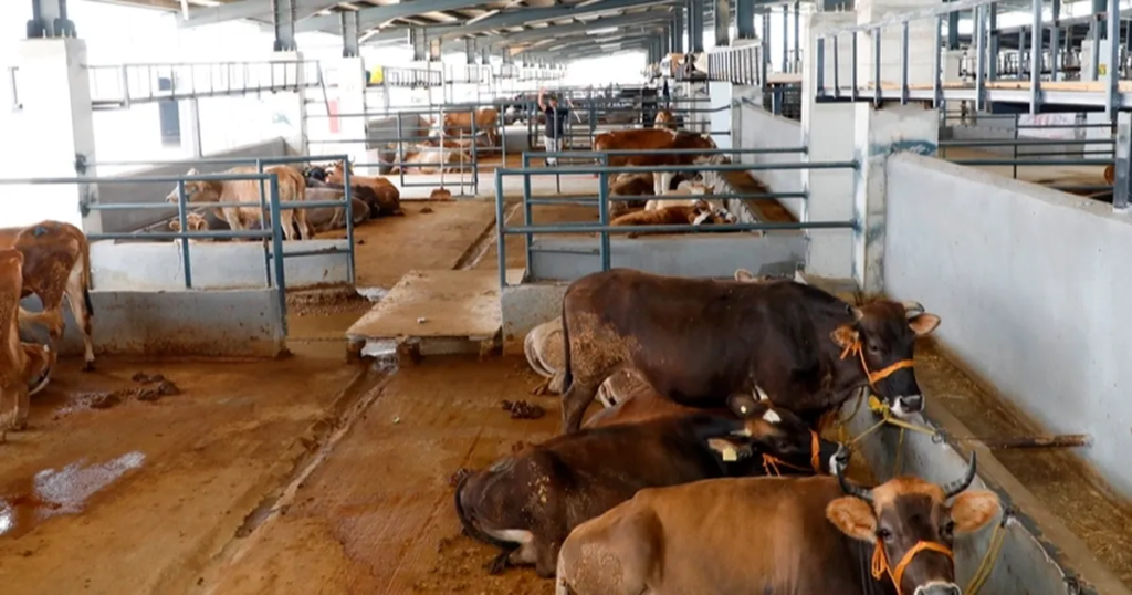 Sertifikalı kurban kesimi başlıyor