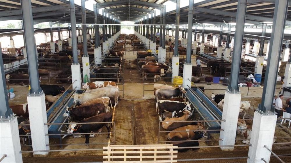 Hayvan pazarında bayram mesaisi