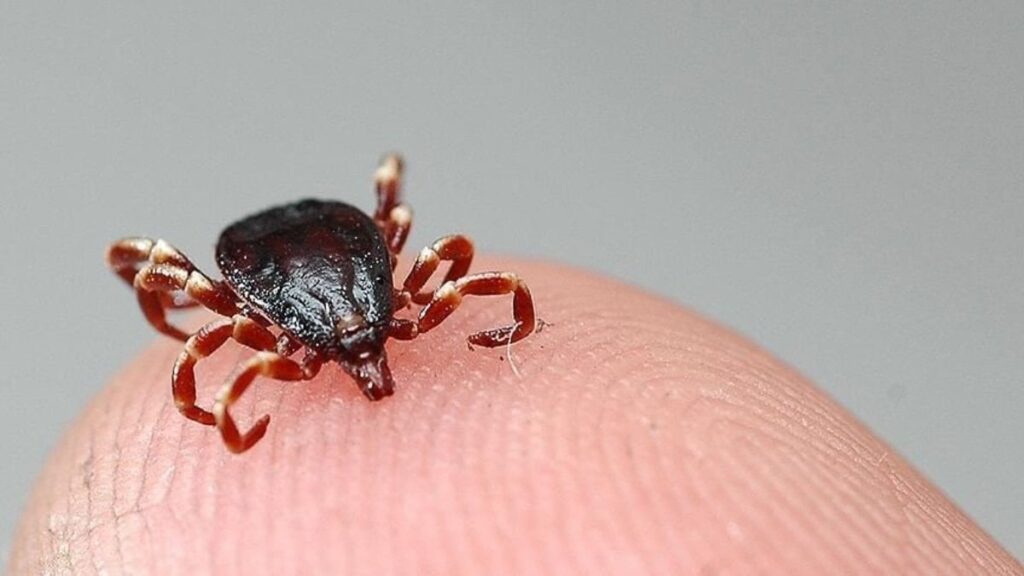Keneler Hakkında Yanlış Bilinenler