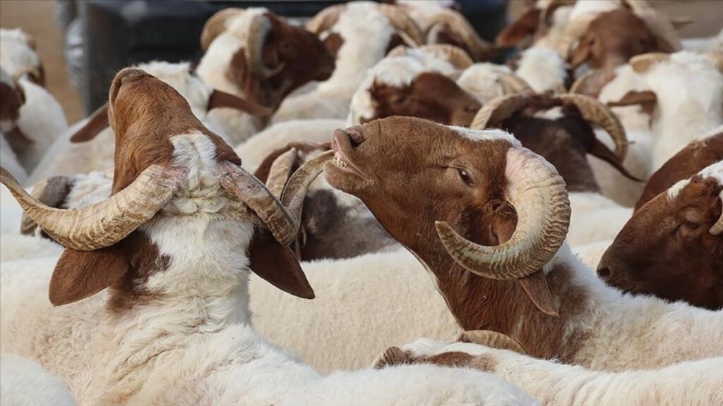 Kurban Bayramı Tatili 9 Gün Olacak