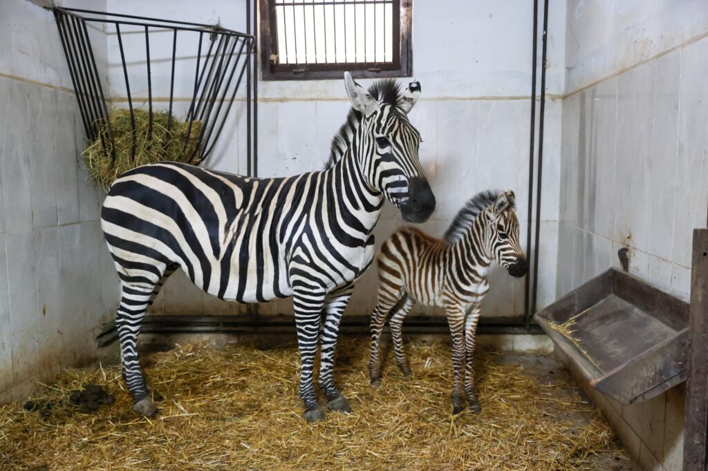 Bursa’da yeni zebra heyecanı