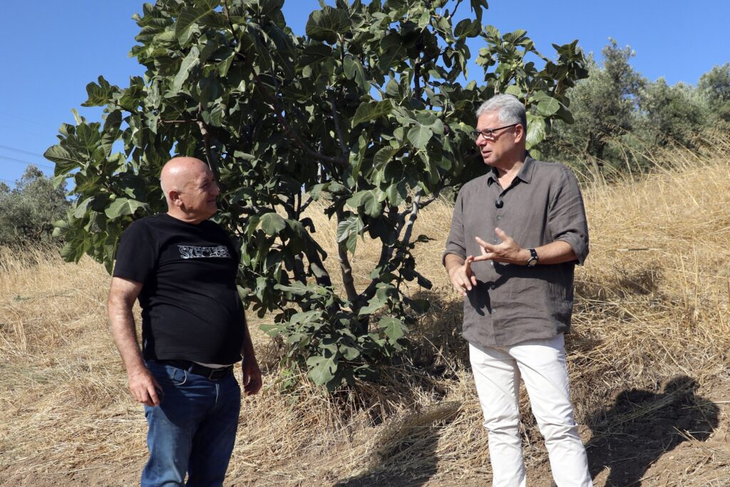 Mudanya’da incir hasadı sürüyor