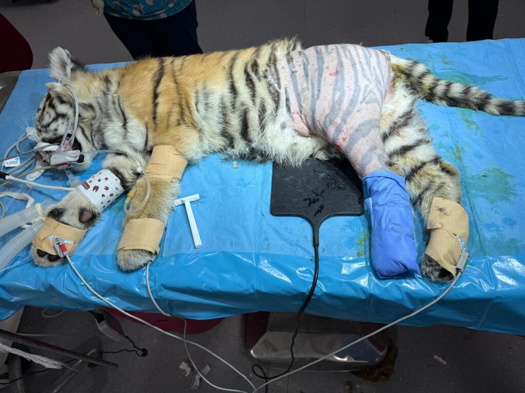 BUÜ’den minik kaplana şifa