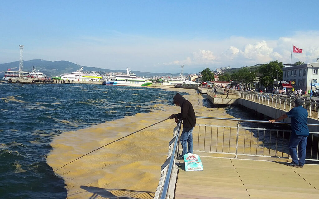 Bursa Mudanya kıyılarında müsilaj yeniden yoğunlaştı