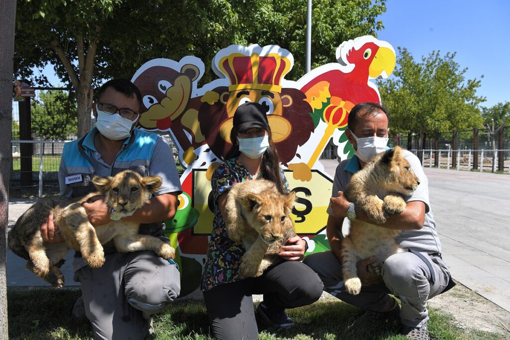 Kayseri’de hayvanat bahçesine yeni misafirler