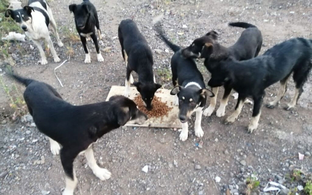 Kocaeli Körfez’de sokak hayvanlarına mama desteği