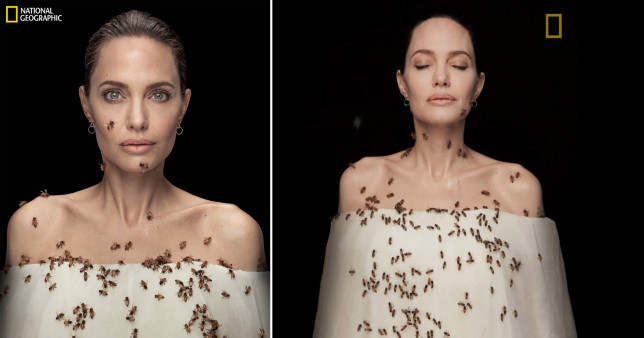 Angelina Jolie, arılar için objektif karşısında