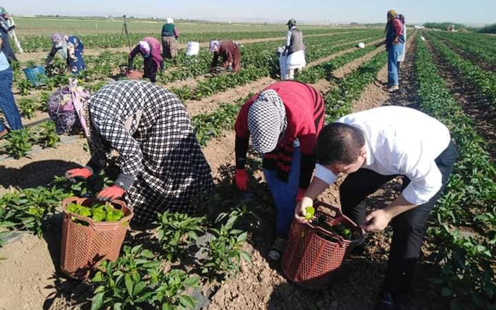 Kilis’te biber hasadı yapıldı