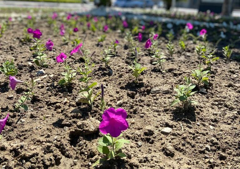 Büyükşehir’in ürettiği çiçekler manisa’yı süslüyor