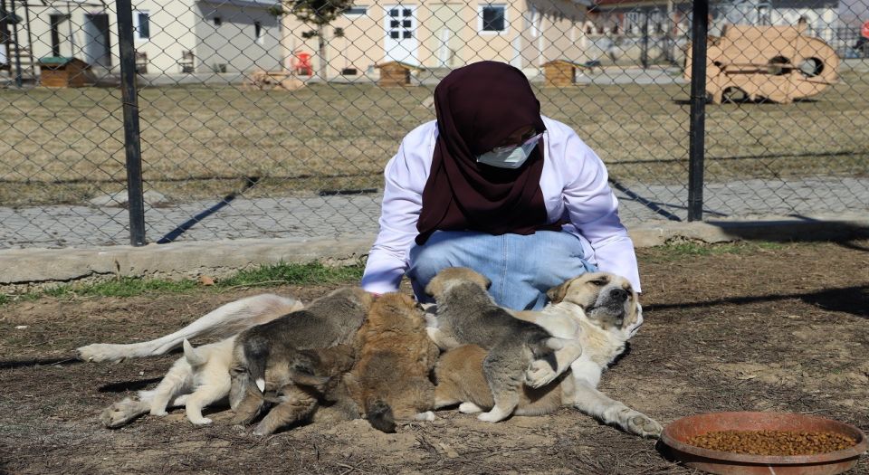 Annesiz kalan 7 yavru köpeği başka köpek sahiplendi