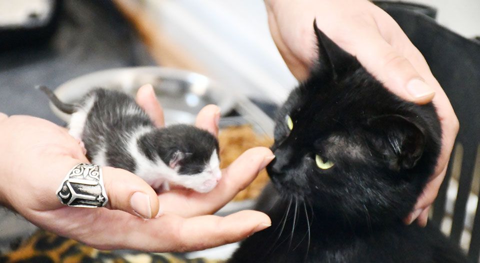 Bursa İznik’te gebe kedi yavrusuyla hayata döndü