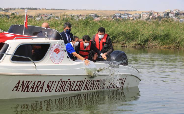 Ankara’da 100 bin sazan Mogan Gölü’ne bırakıldı
